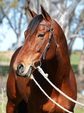 Gamberlee Jaguar - Australian Stock Horse Stallion