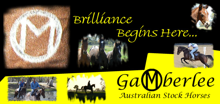 Gamberlee Australian Stock Horses